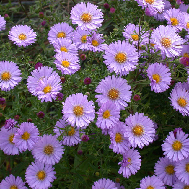 Aster novi-belgii 'Alert' - Botanus