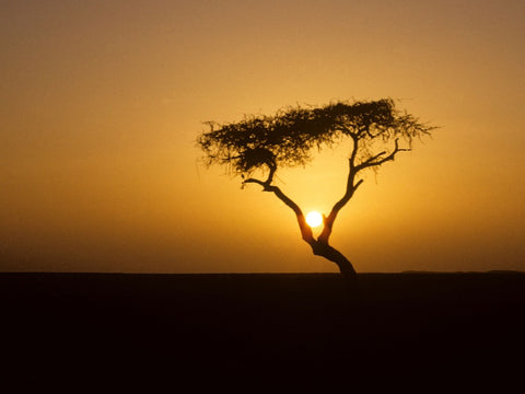 Tree of Ténéré