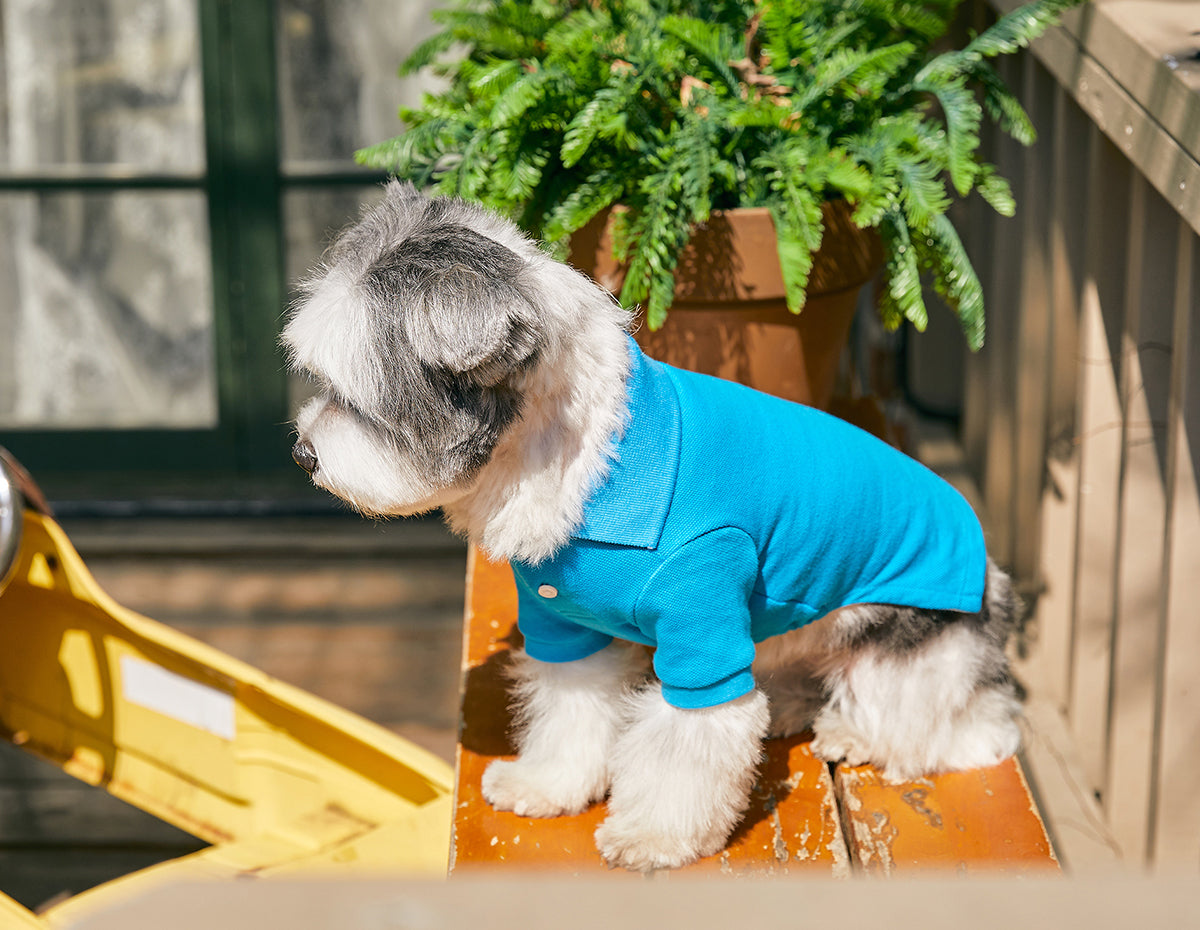 [BENNYS] Classic Collar T-Shirt -#Blue  -holiholic.com