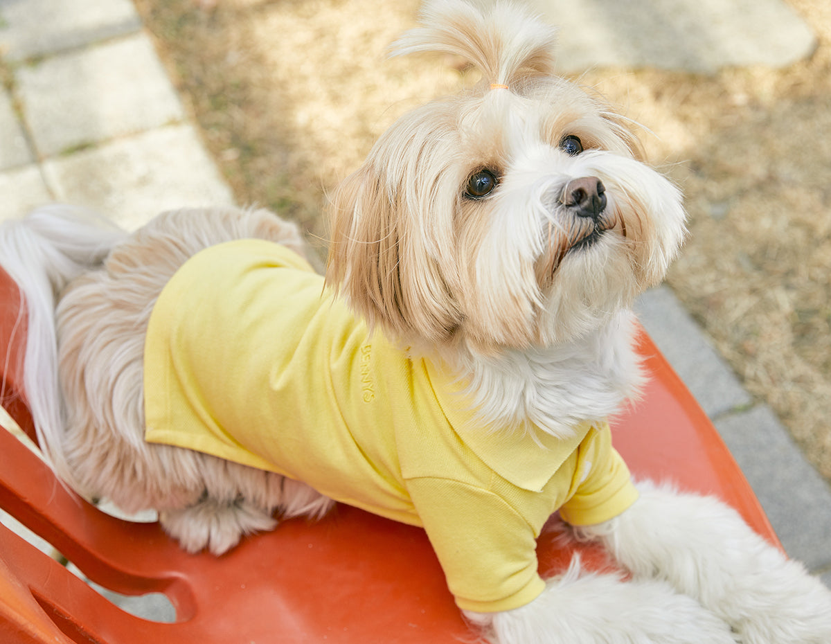 [BENNYS] Classic Collar T-Shirt -#Yellow-holiholic.com