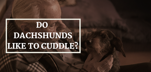 Do Dachshunds Like to Cuddle?