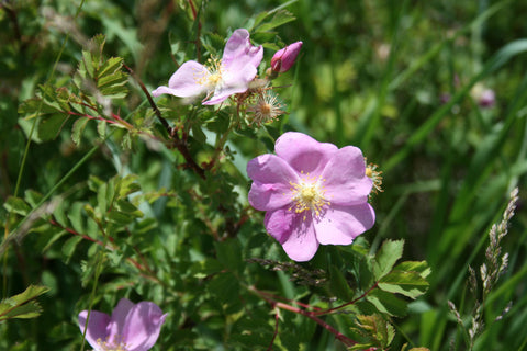 Badlands flowers