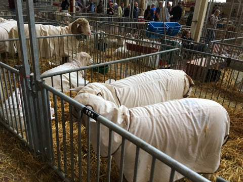 Sheep Minnesota State Fair