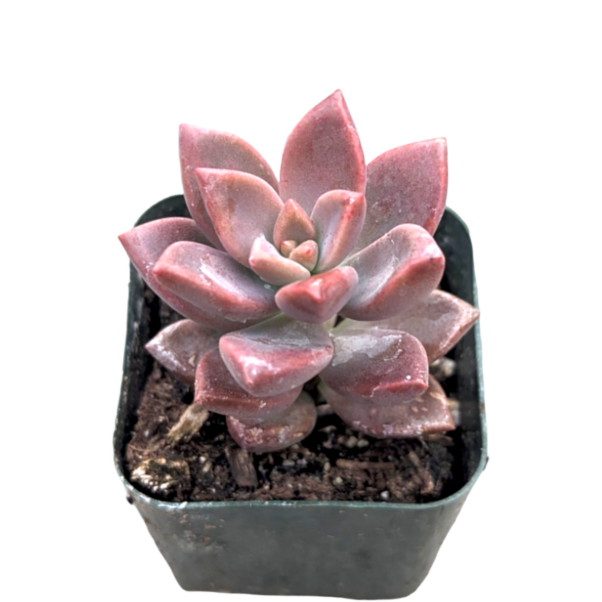 Echeveria 'Devotion' Succulent Plant 4 Inch, live succulents, live plants