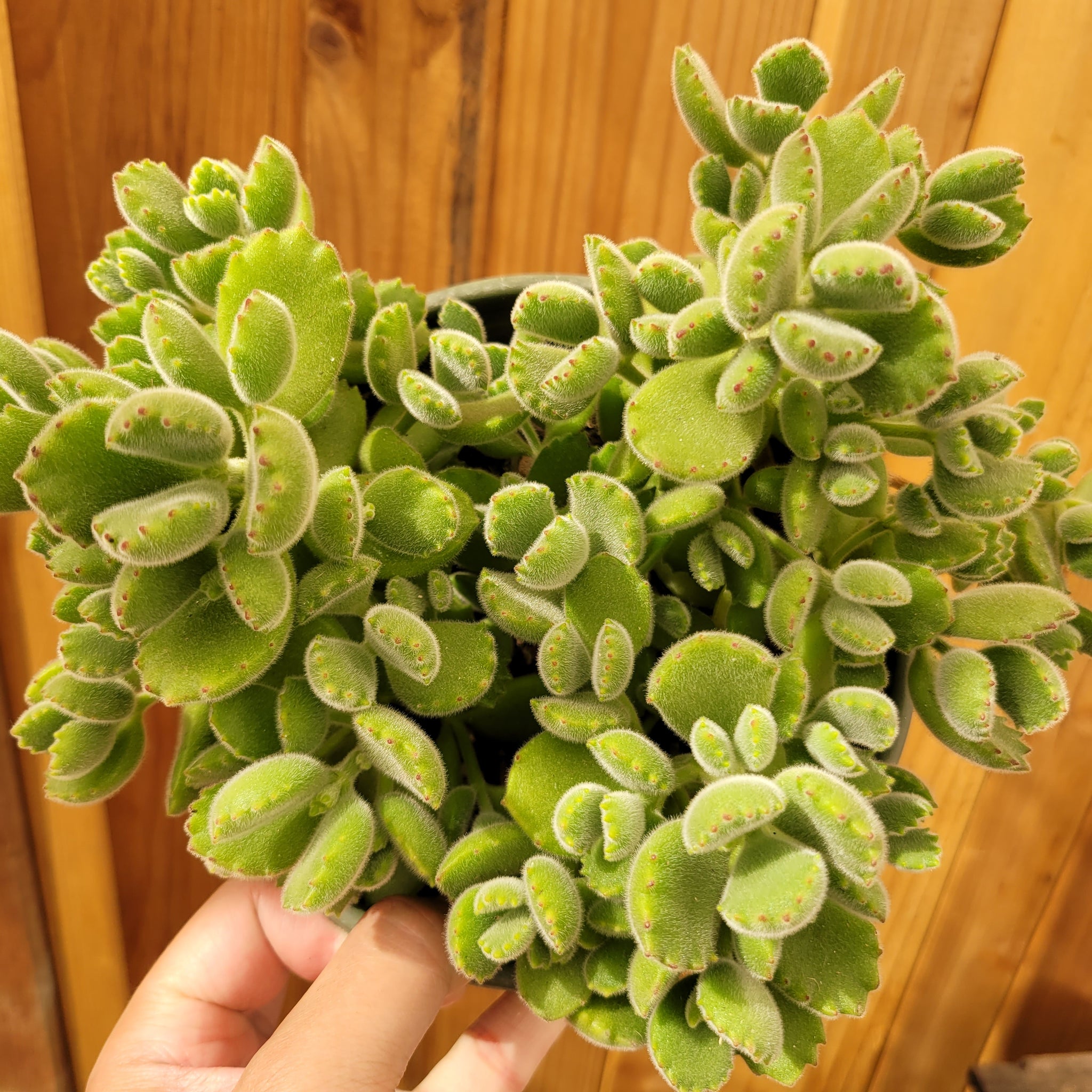 wilting bear paw succulent