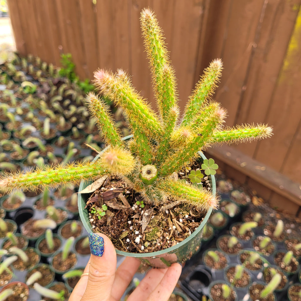 rat tail cactus