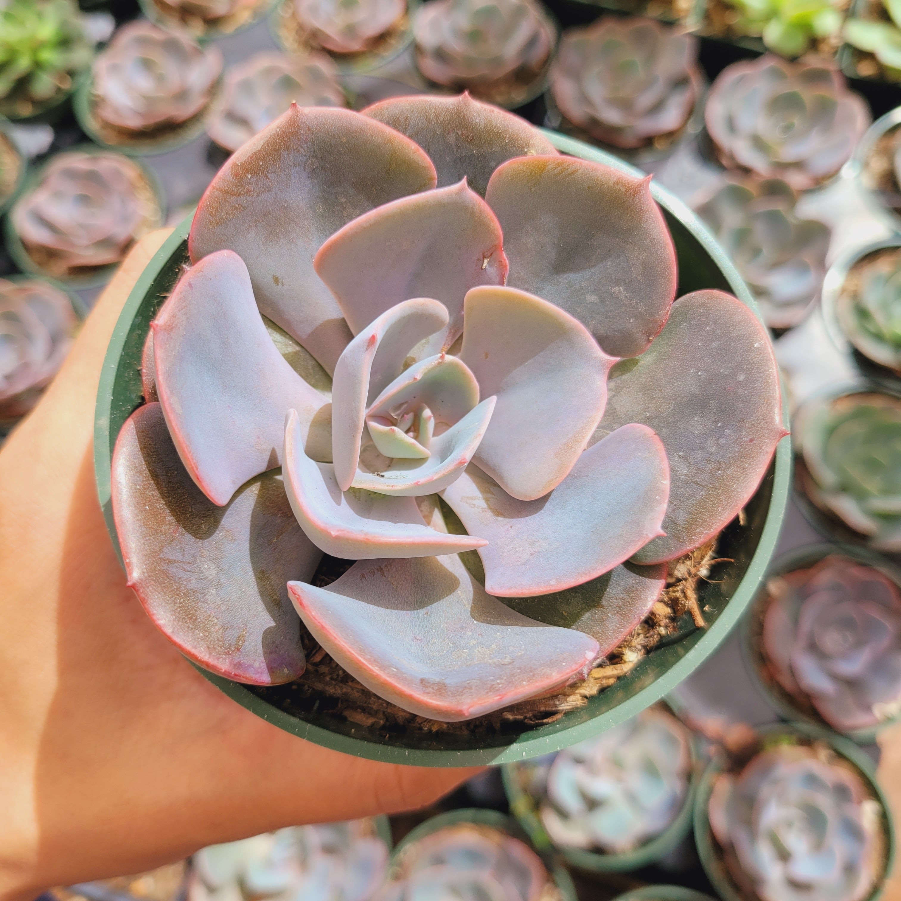 Echeveria Dusty Violet