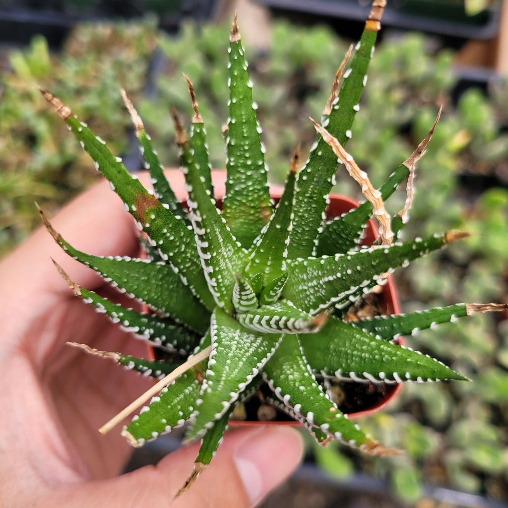 haworthia fasciata