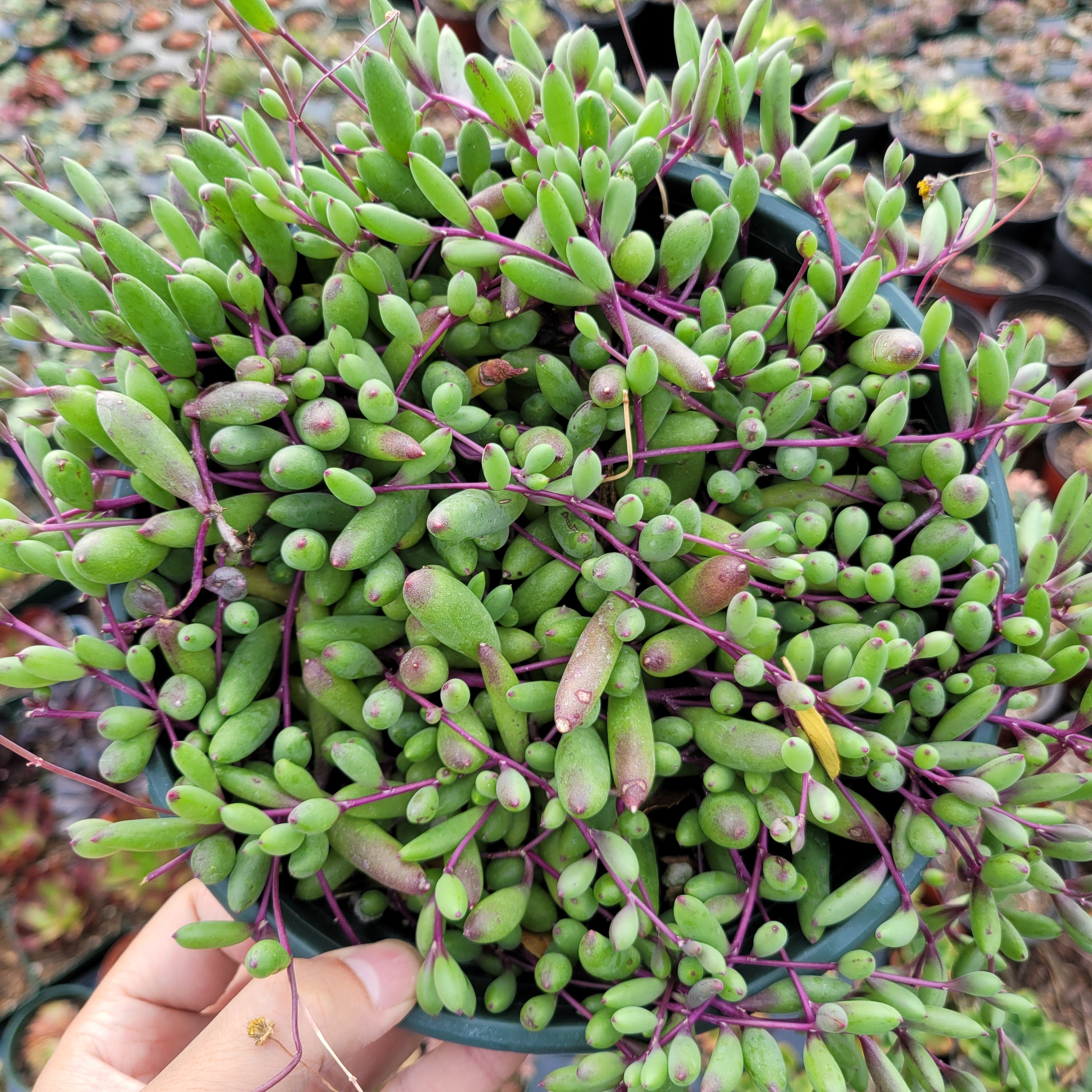Buy Ruby Necklace Plant 6 Inch Pot Hanging Succulent Plant Scenecio Online  in India - Etsy