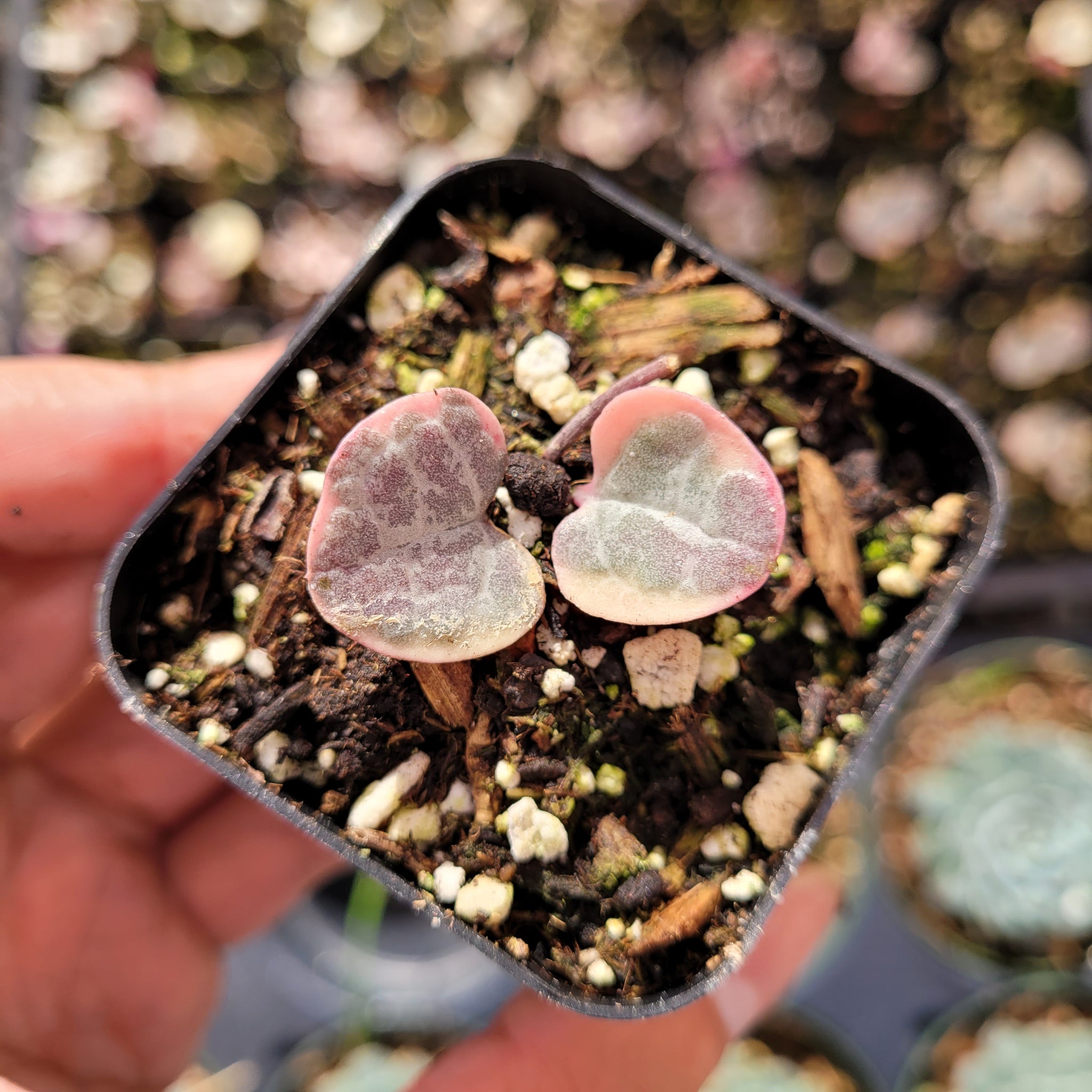 ceropegia woodii variegated