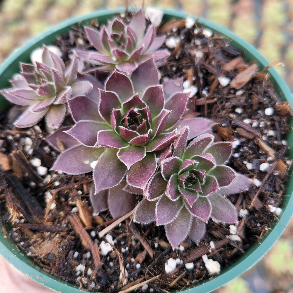 Sempervivum Chocolate Kiss