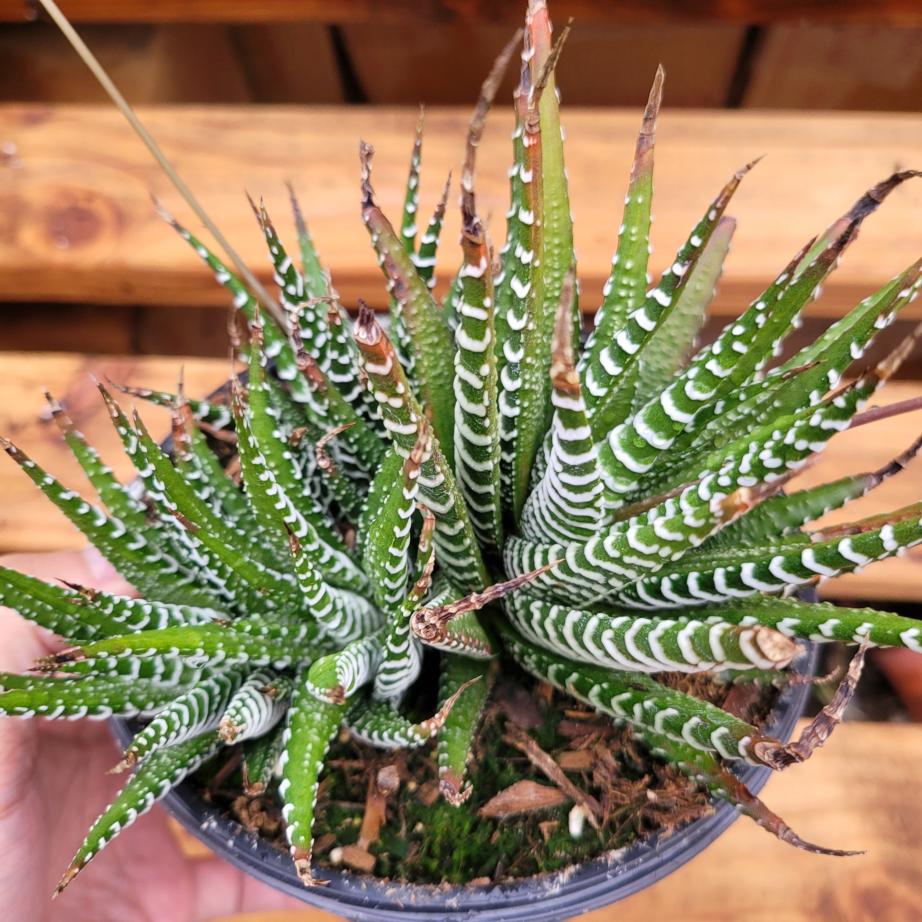 zebra plant flower