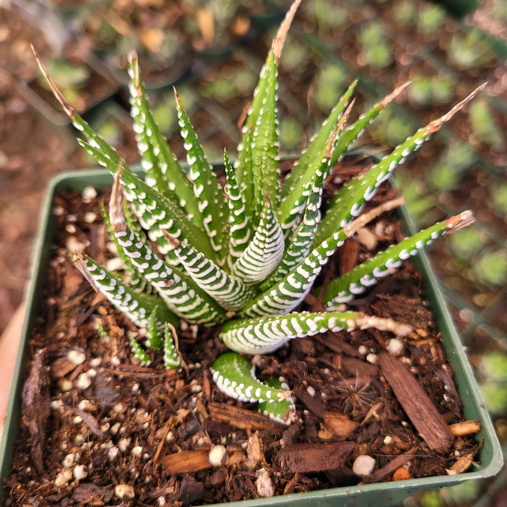 Haworthia Fasciata Zebra Plant Succulents Depot 8578