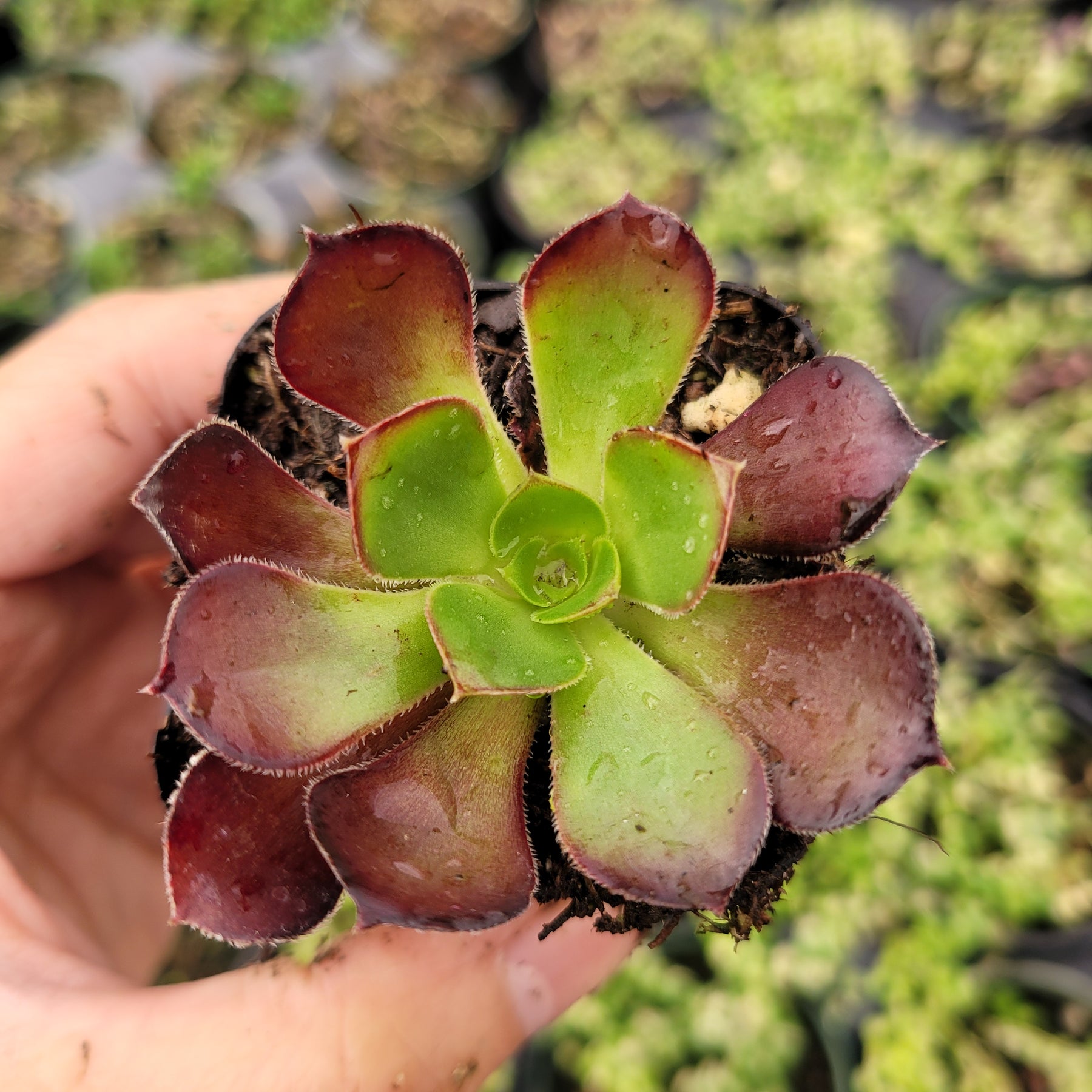 Aeonium 'Voodoo' - Giant Red Aeonium