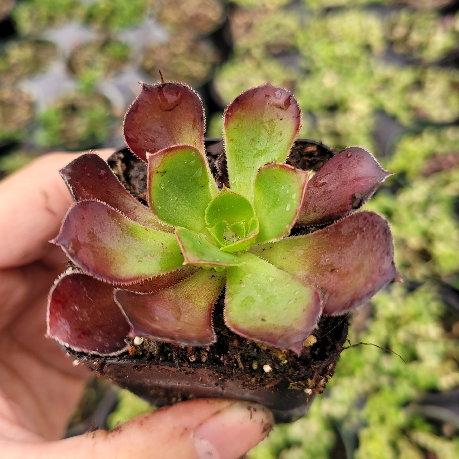 Aeonium 'Voodoo' - Giant Red Aeonium