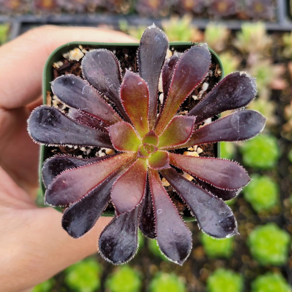 Aeonium arboreum 'Black Rose' – Succulents Depot