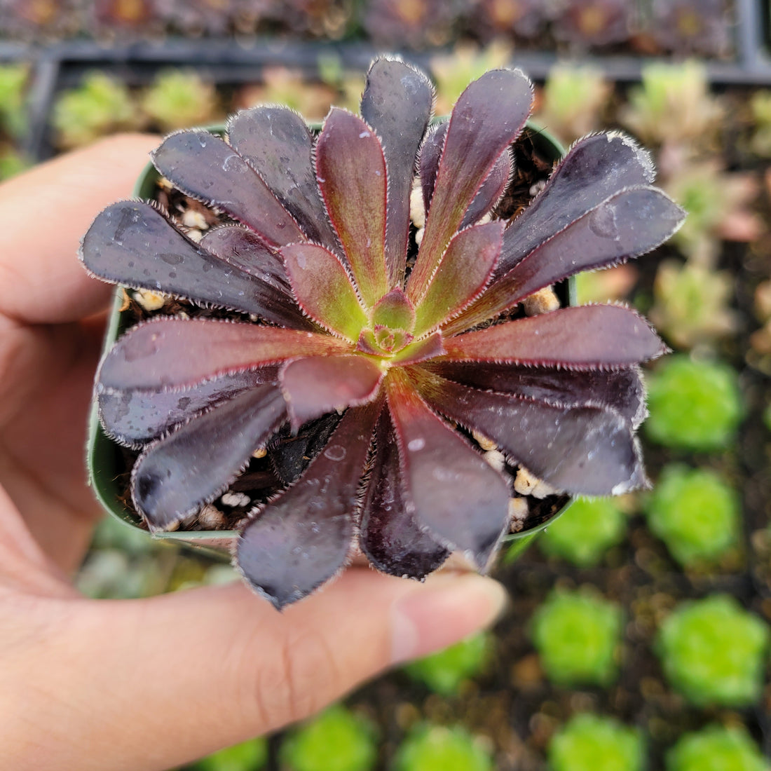 Aeonium arboreum 'Black Rose'