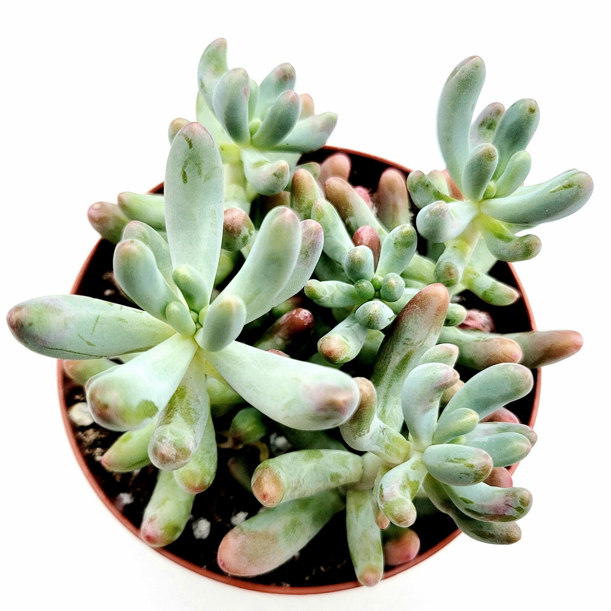 Sedum rubrotinctum 'Aurora' - Buy Online at Annie's Annuals