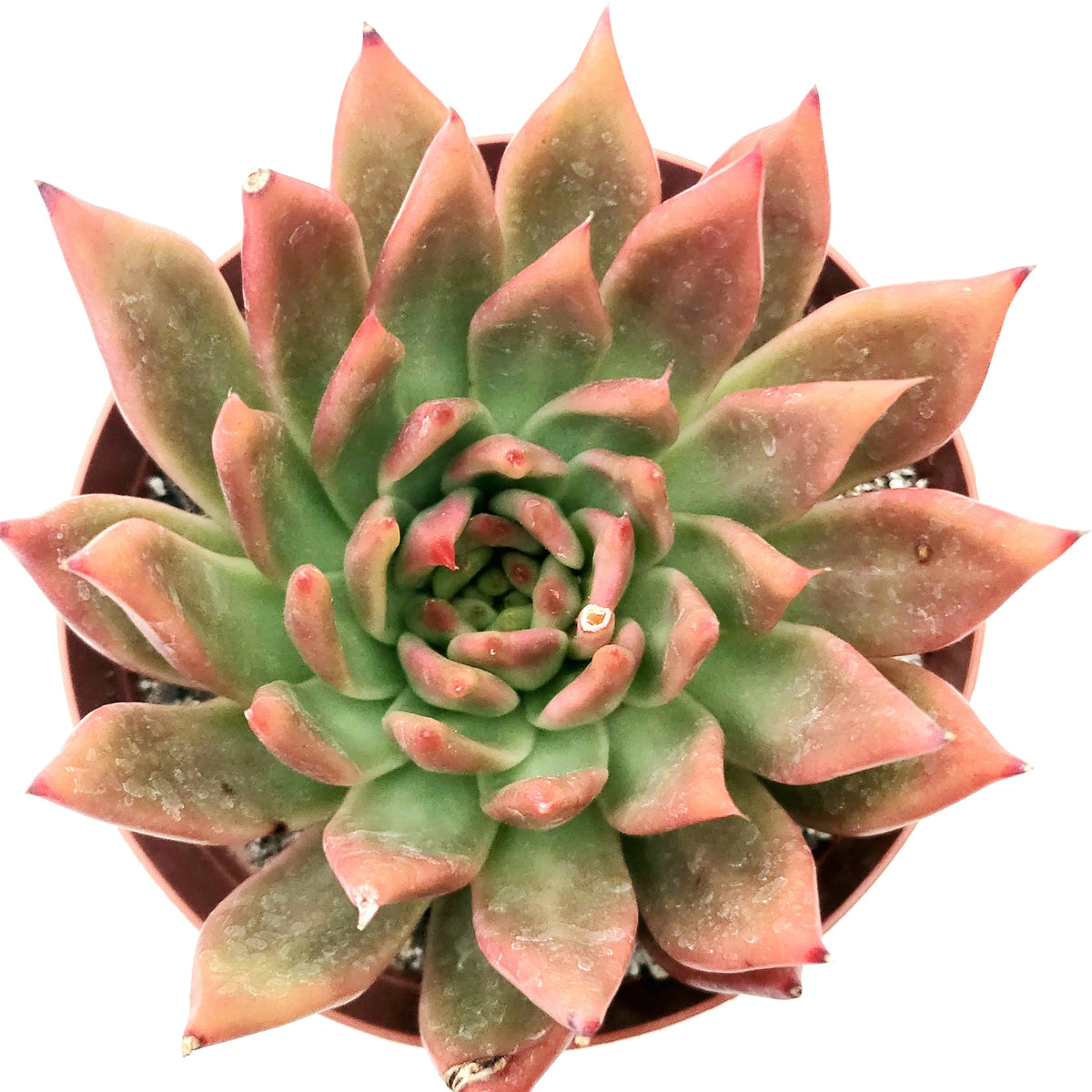 Echeveria agavoides 'Scarlet