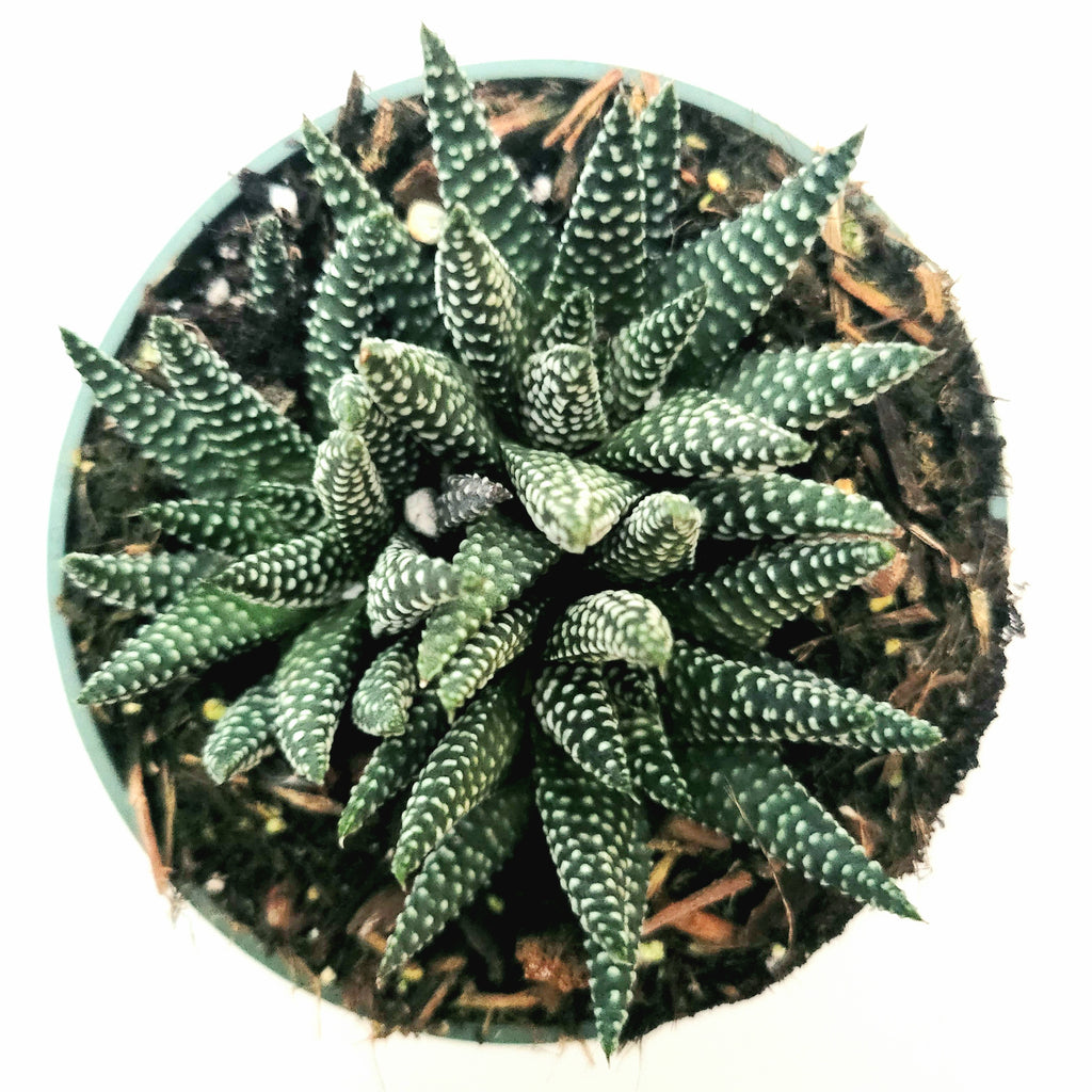 haworthia fasciata