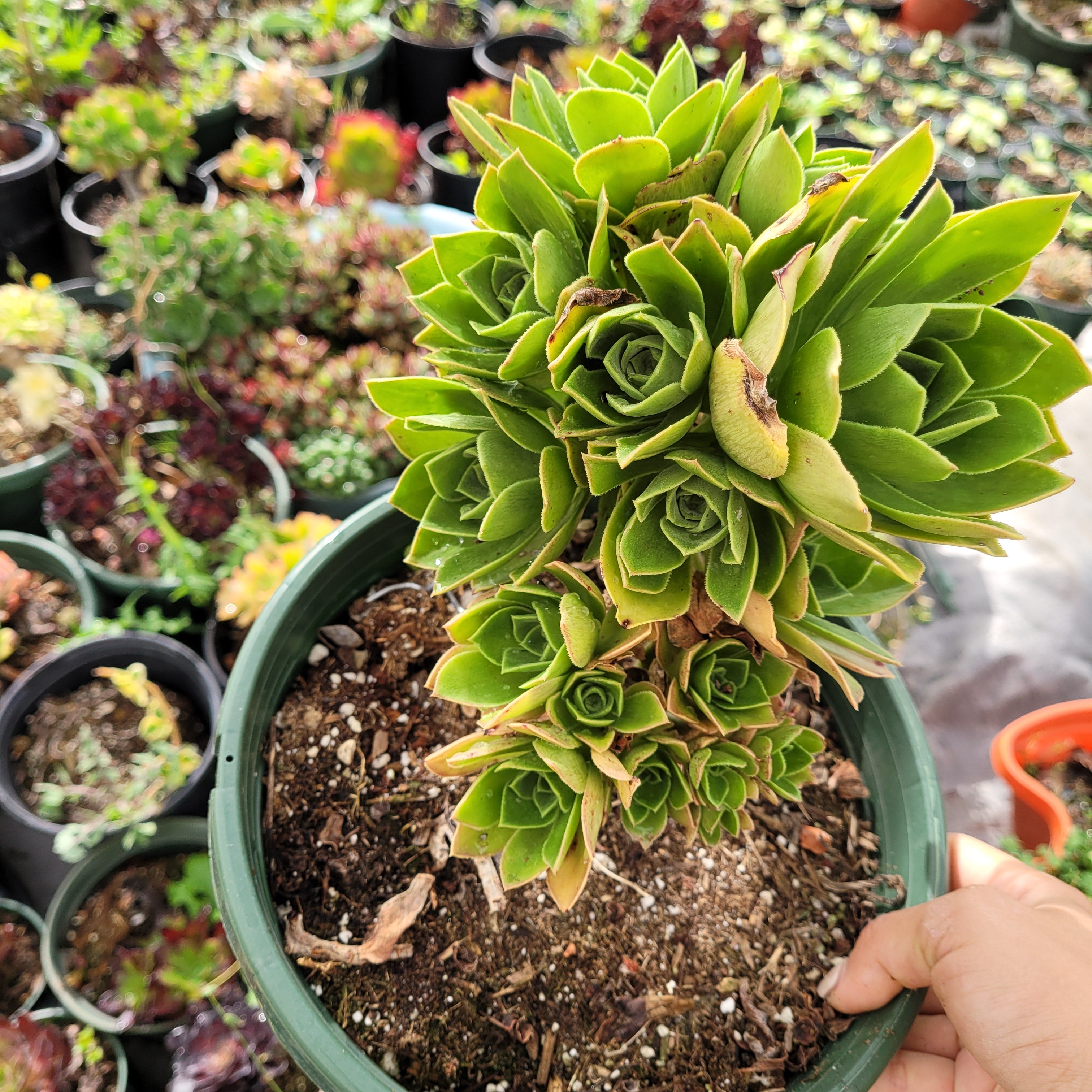 Aeonium Arboreum cv. -