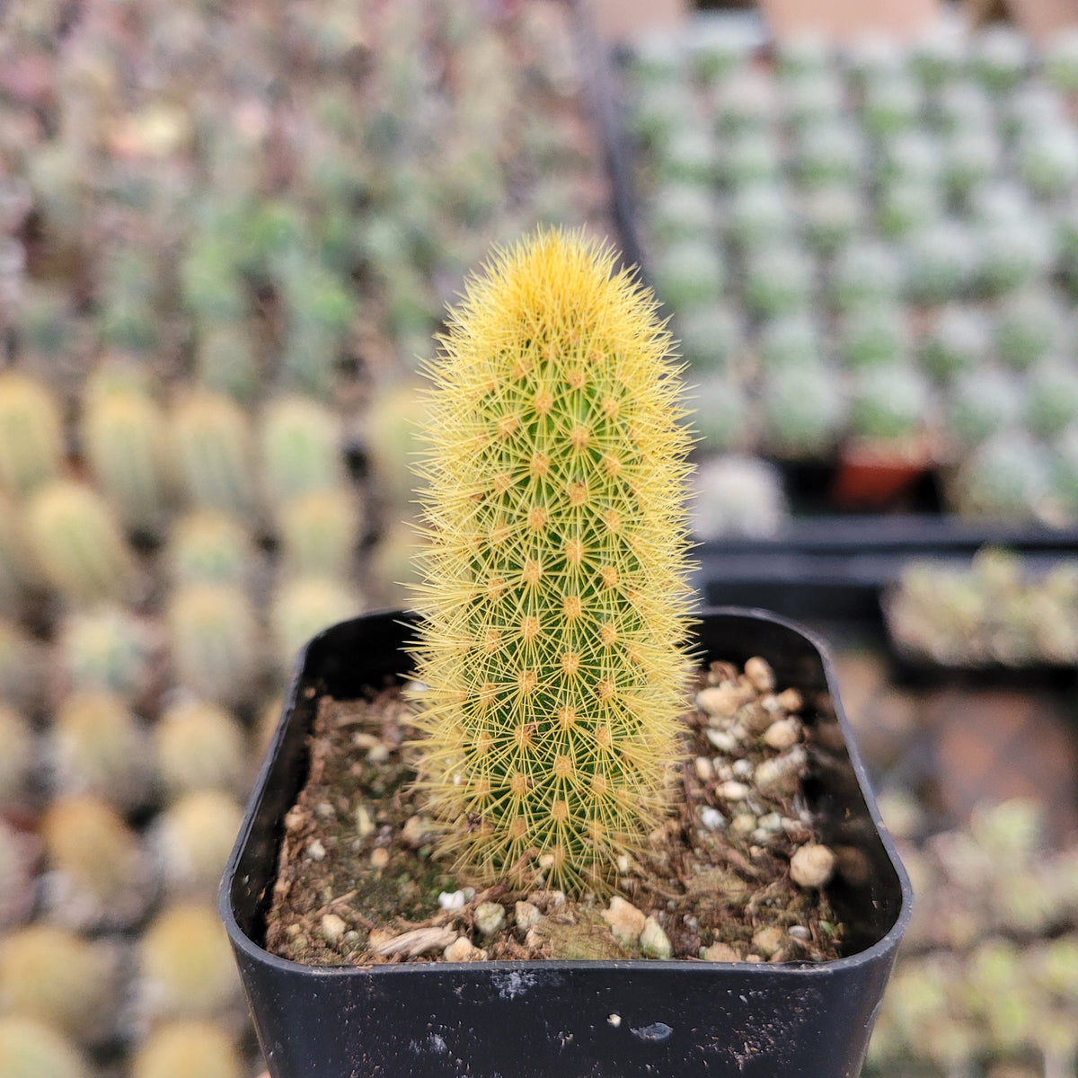 Desert Rose (Adenium obesum) Miami: Desertscapes - Local Cacti and  Succulents Plants Delivery Miami, Florida