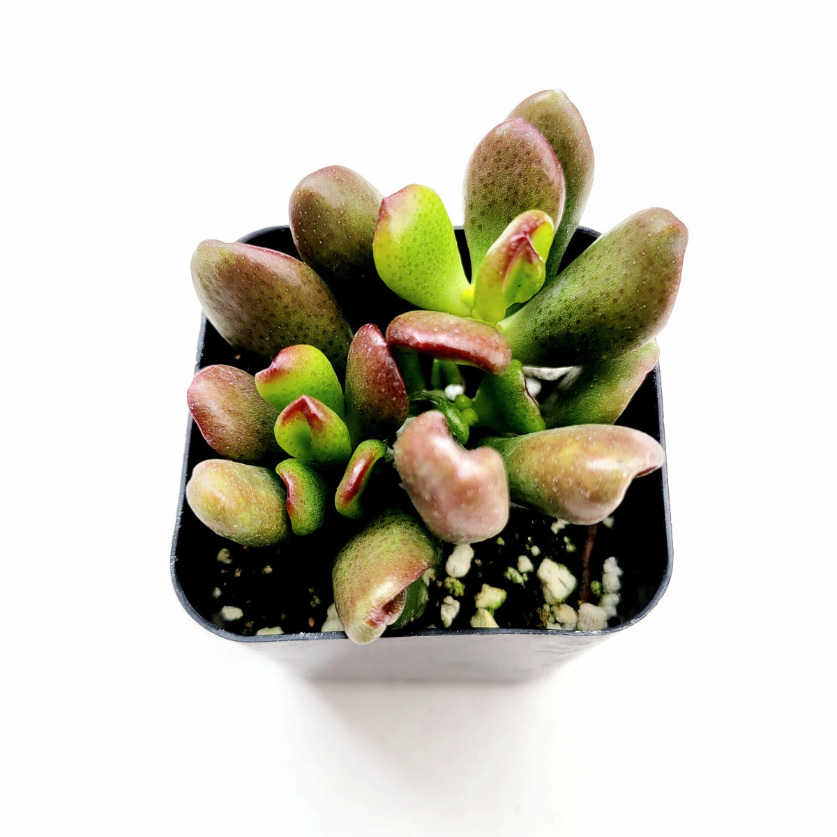 Crassula ovata Baby Jade Plant – Prairie Blossom Nursery