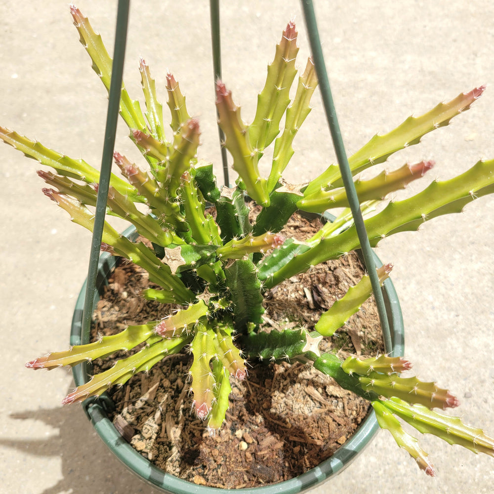 Aporophyllum Hybrid Cactus – Succulents Depot