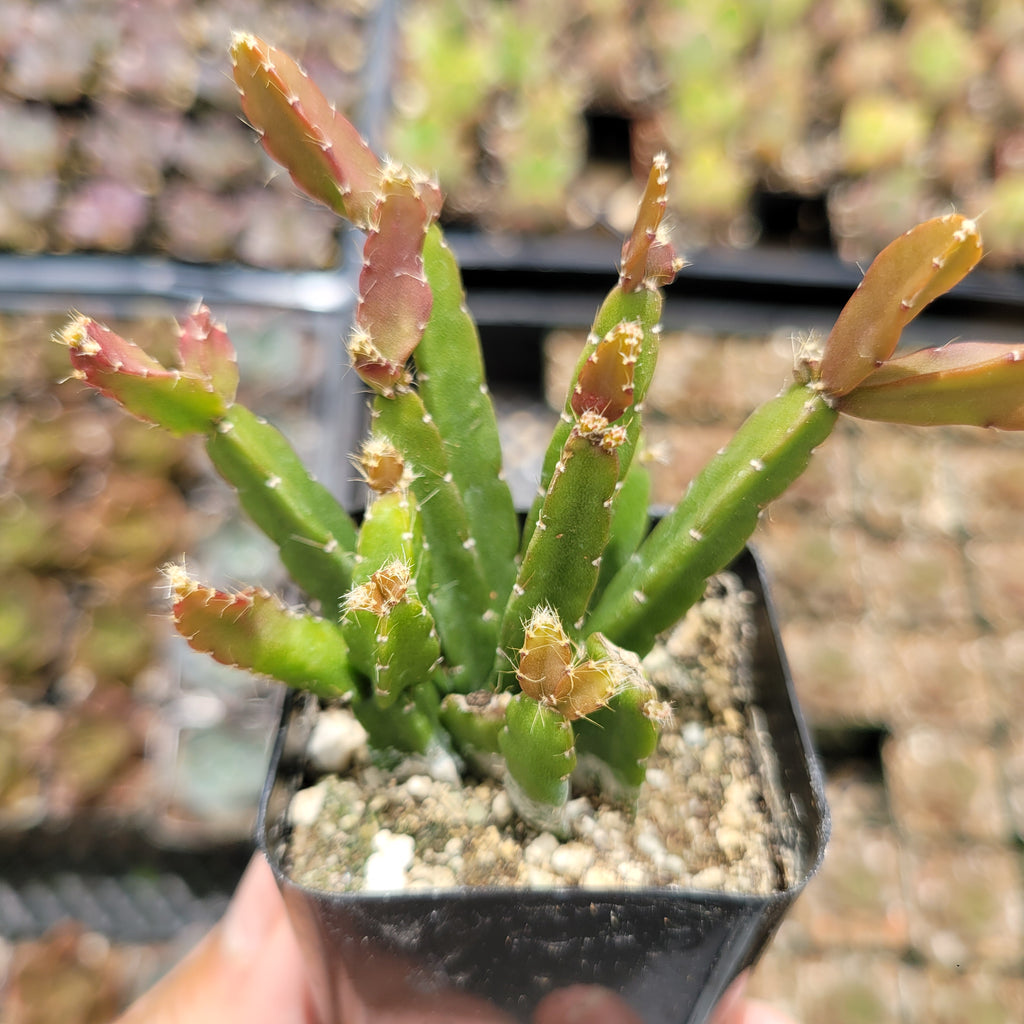 Rhipsalis Cereoides – Succulents Depot