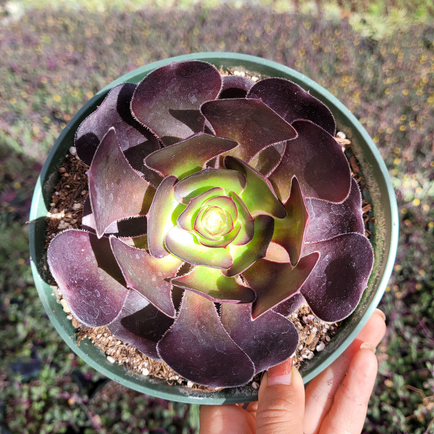 Aeonium 'Voodoo' - Giant Red Aeonium