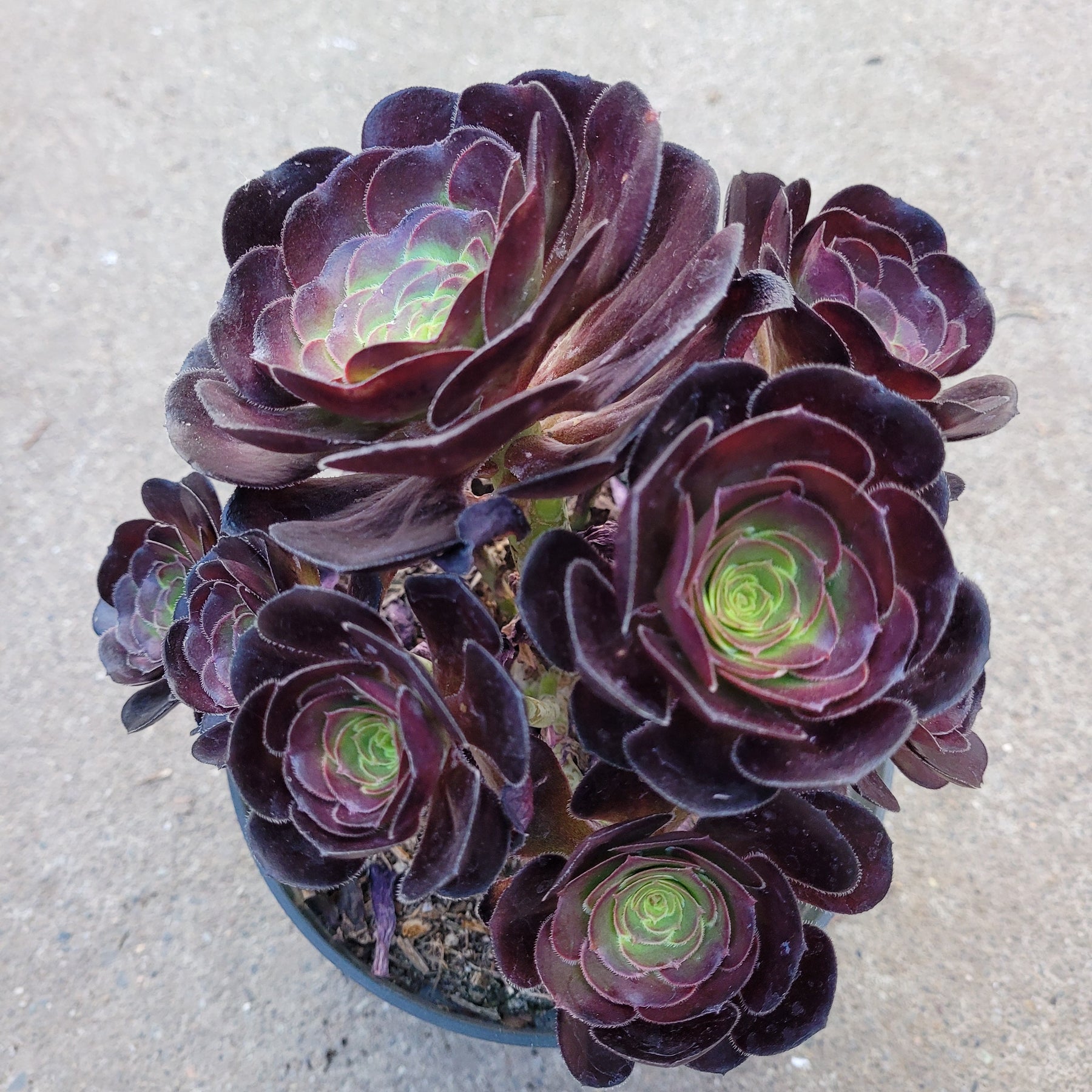 Aeonium 'Voodoo' - Giant Red Aeonium