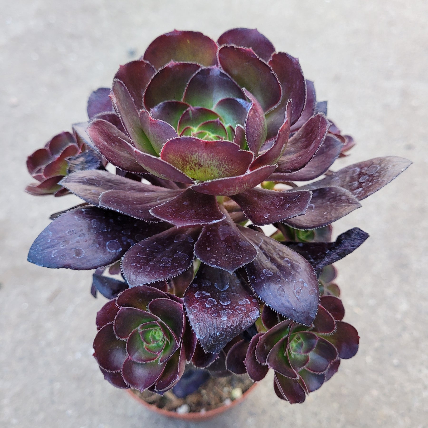 Aeonium 'Voodoo' - Giant Red Aeonium