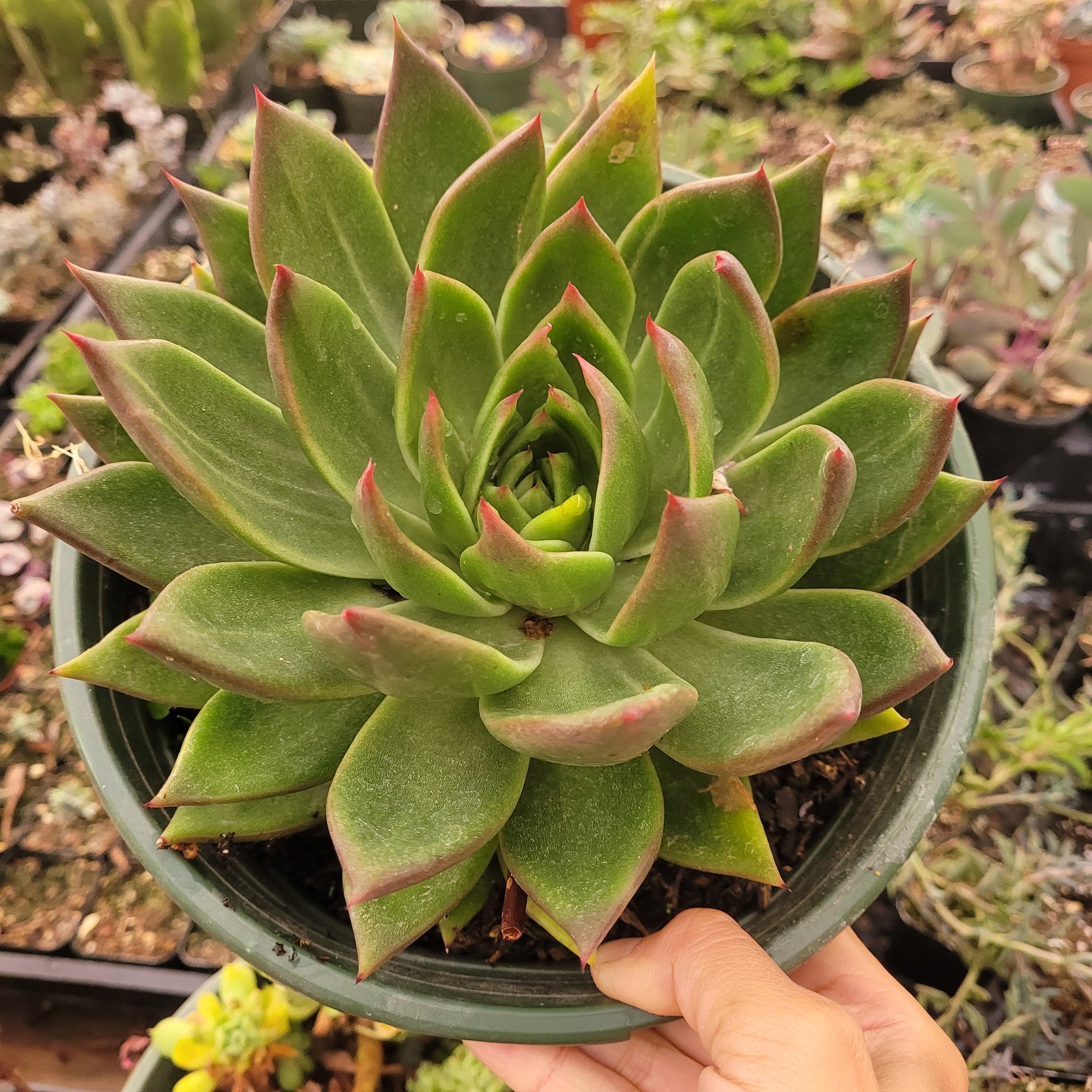 Echeveria agavoides 'Ebony' Hybrid