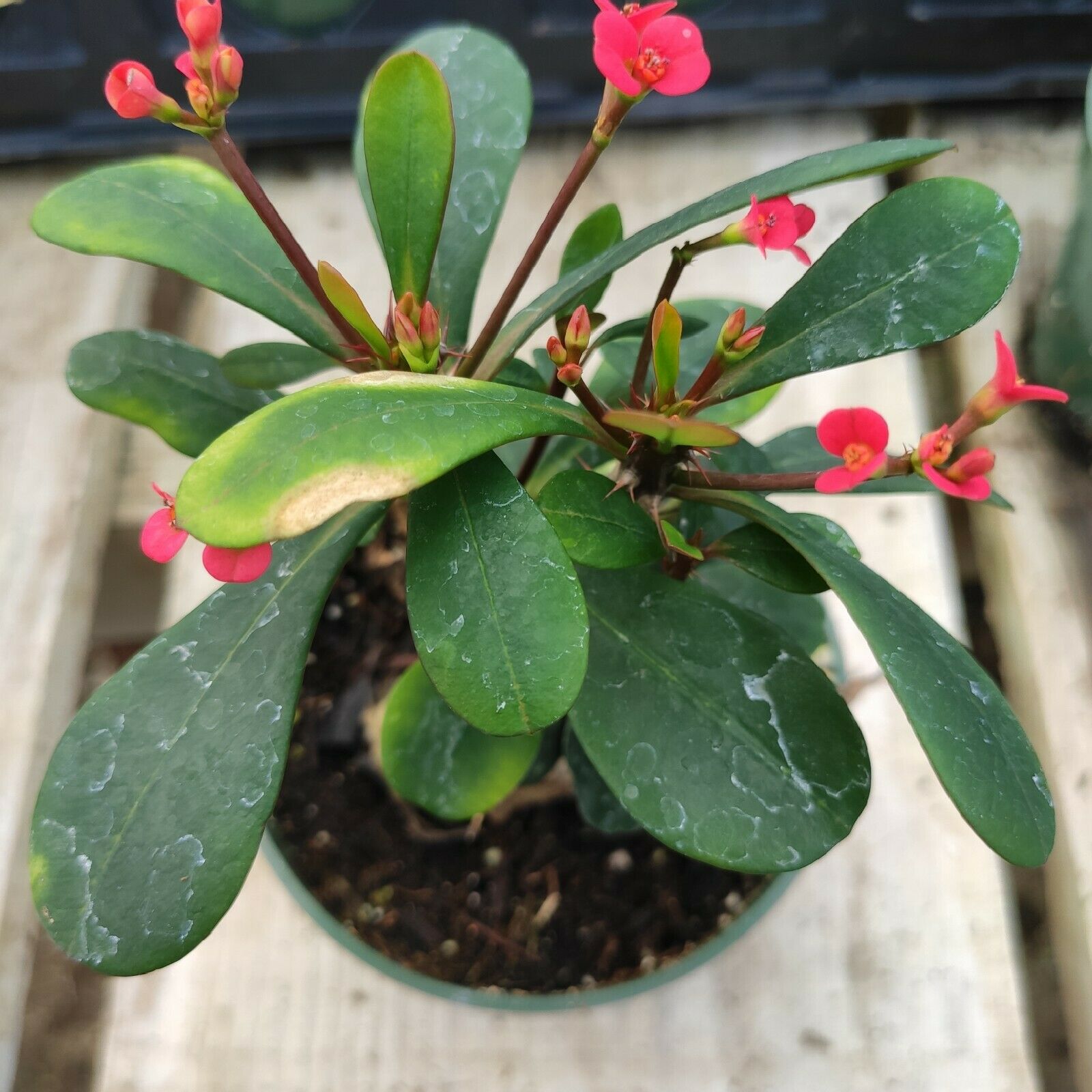 Euphorbia Milii - 'Crown of Thorns' - 5 Gallon