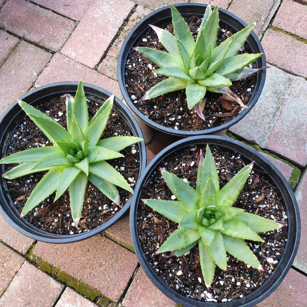 spiral aloe seeds for sale