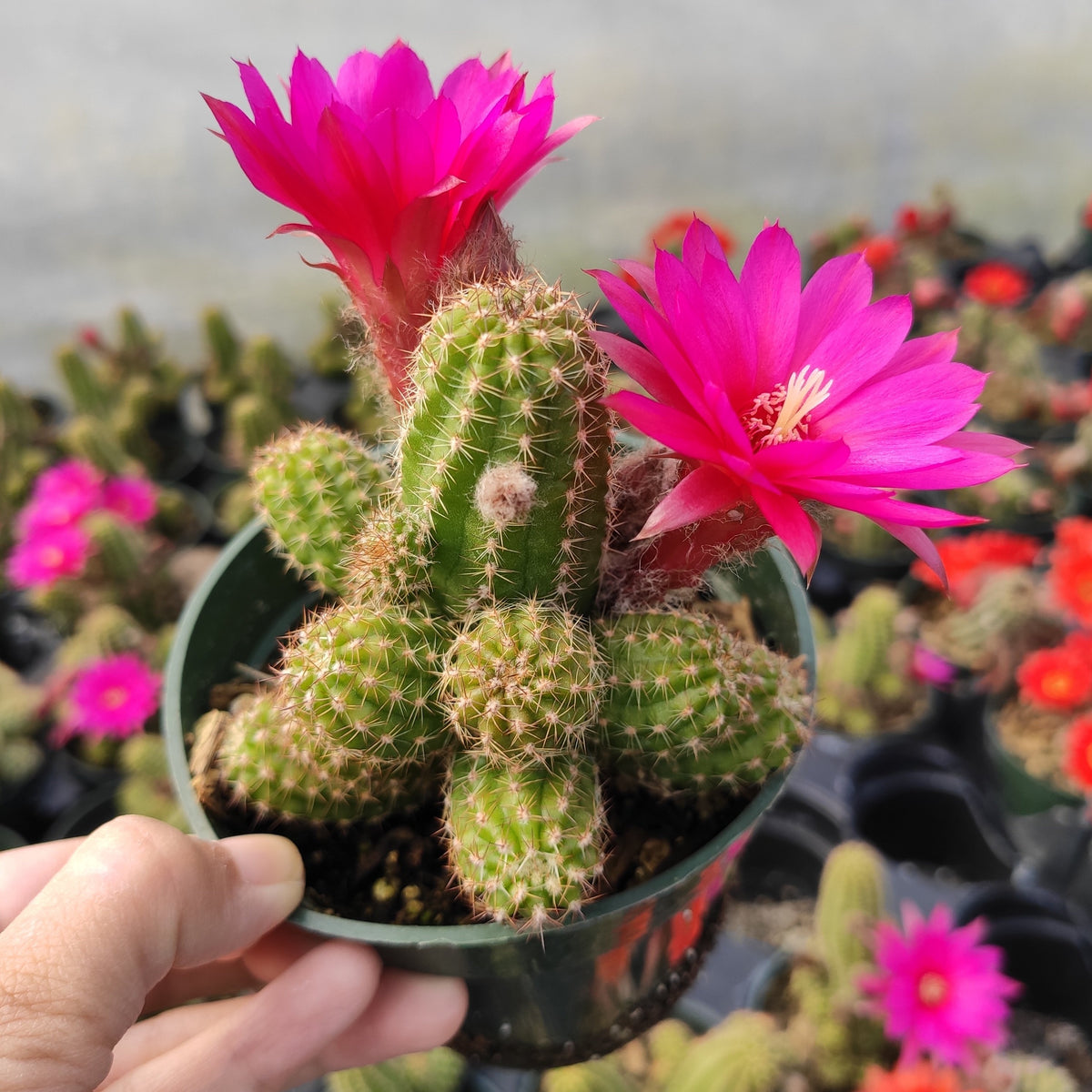 succulent with purple flowers