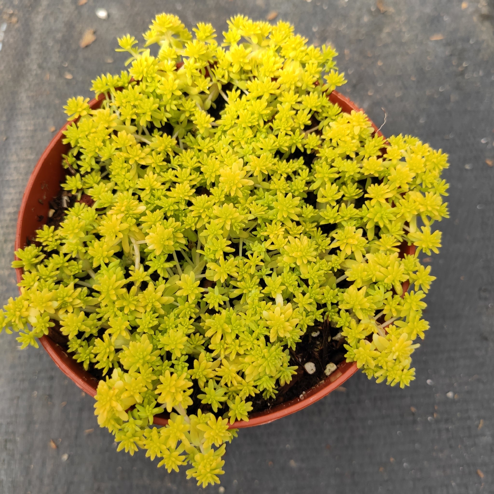 Sedum japonicum 'Tokyo Sun' Rare Succulent Plant Shown in 4" Pot