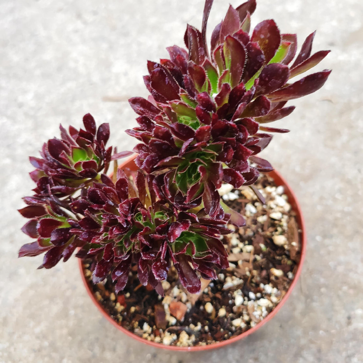 Aeonium 'Firecracker' Crest