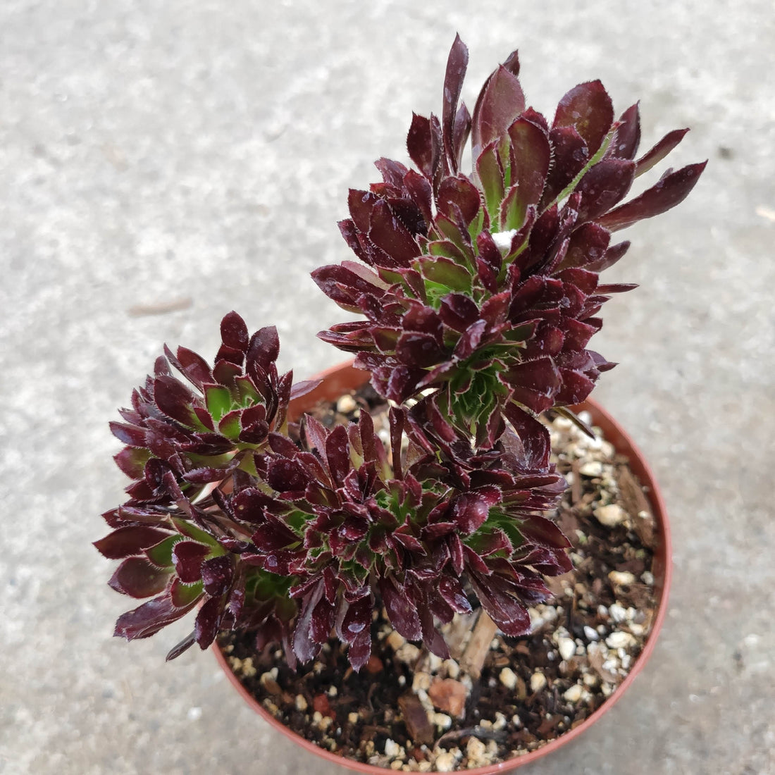 Aeonium 'Firecracker' Crest