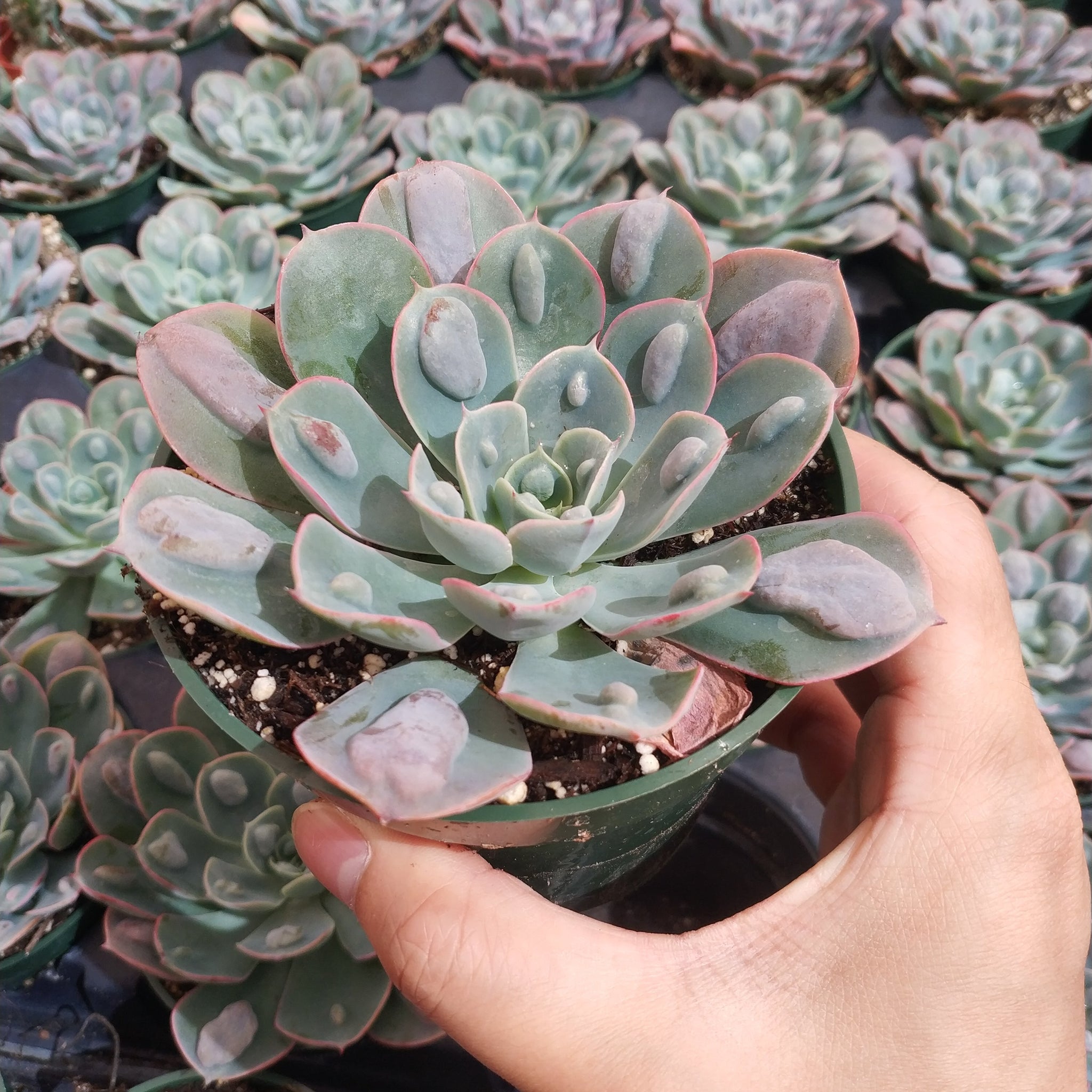 Echeveria Raindrop Rare Succulent Plant Shown in 4" Pot ...