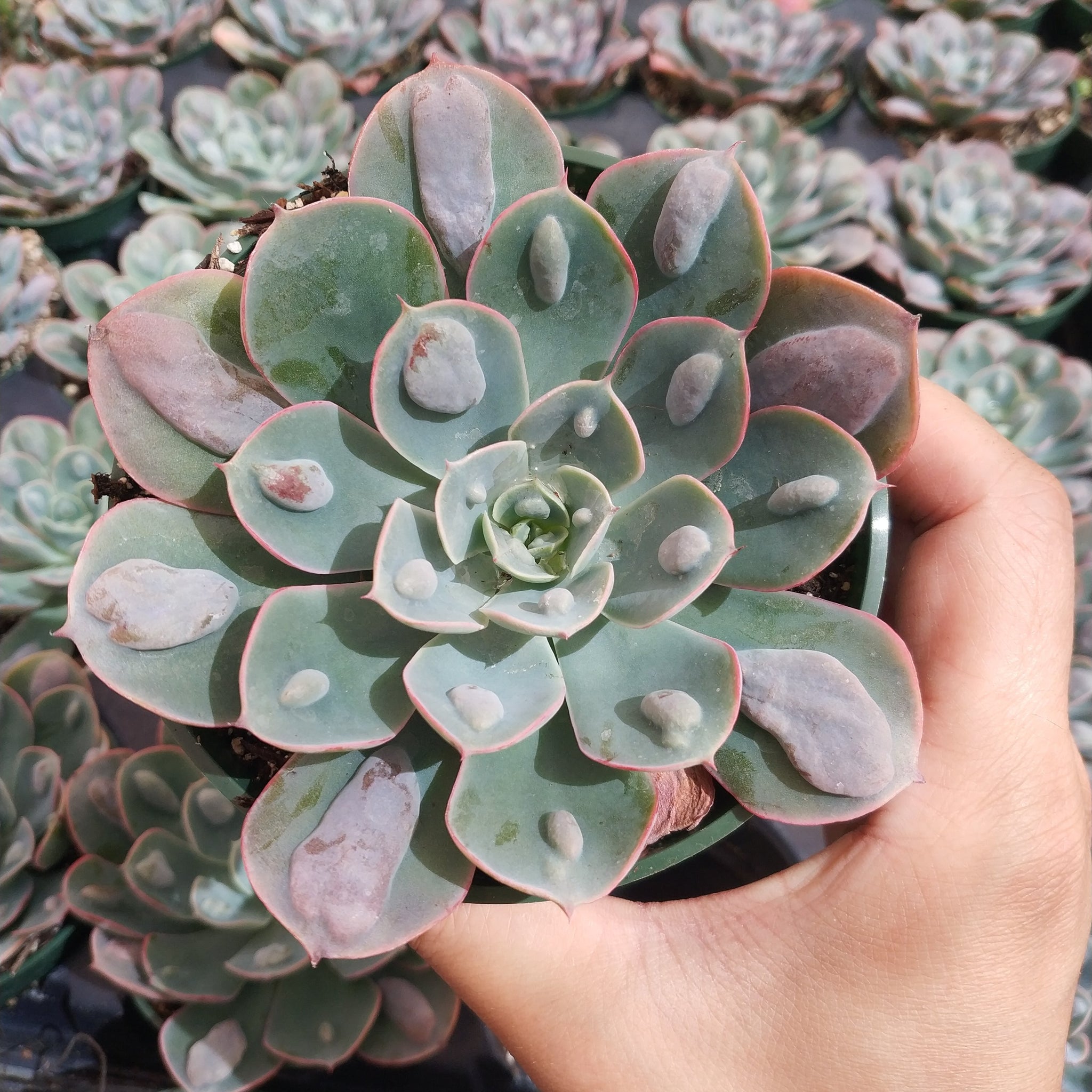 raindrop succulent