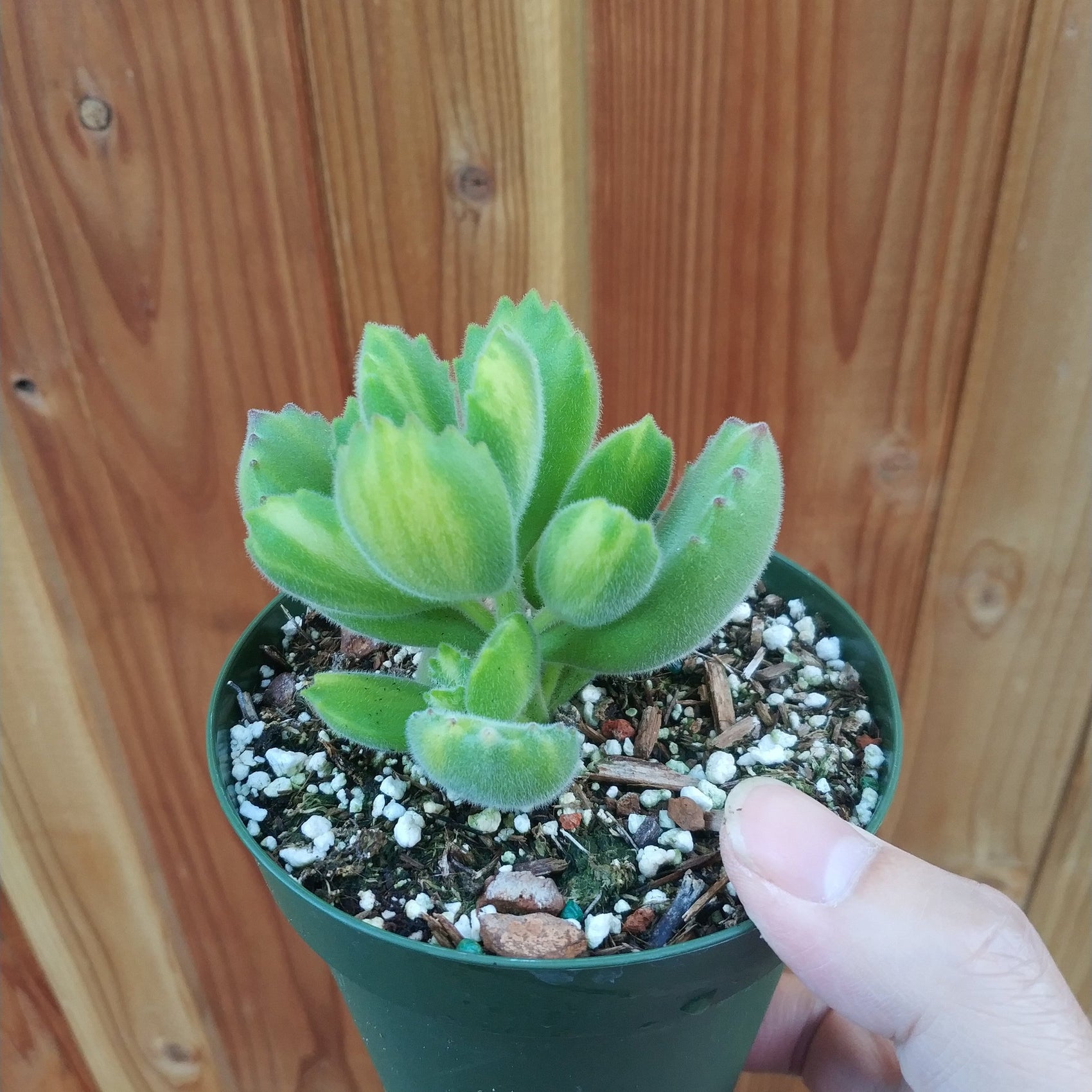 Cotyledon tomentosa Variegated Bear's Paw