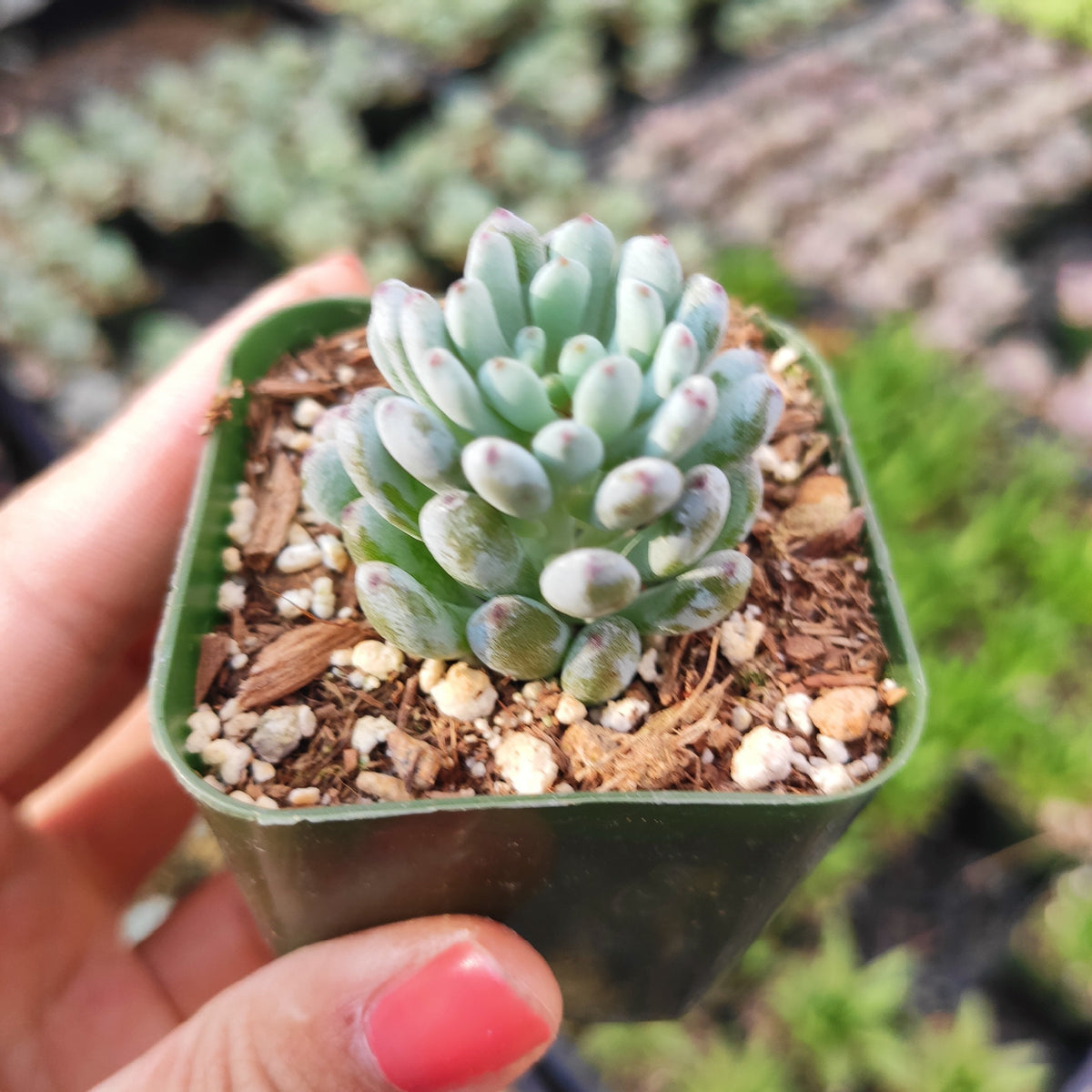 多肉植物 Graptosedum アメティナムxラウル | www.fleettracktz.com