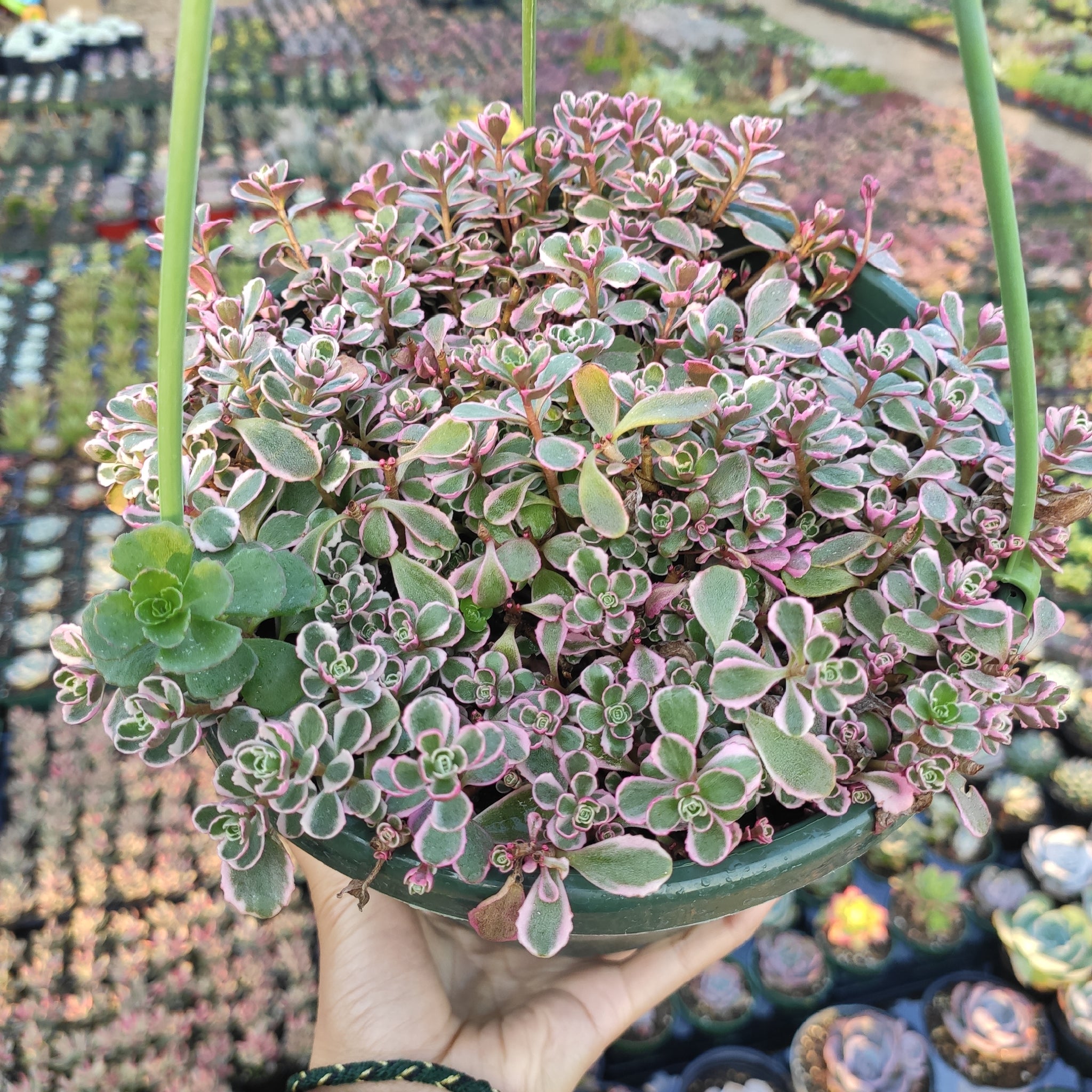 Sedum spurium 'Tricolor' – Succulents Depot