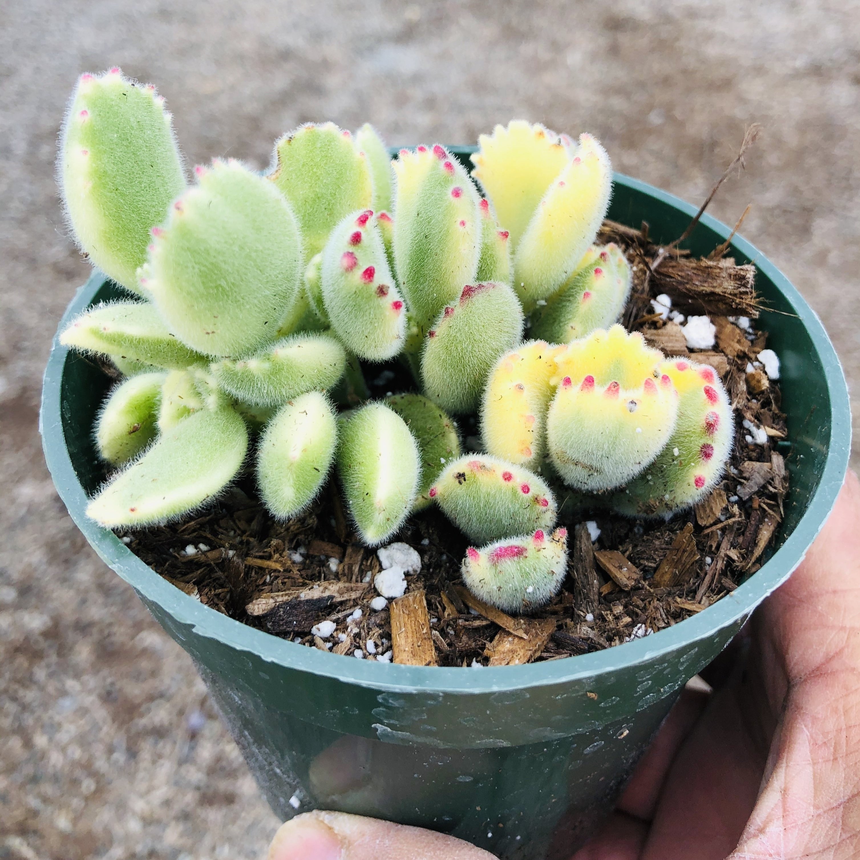 bear paw succulent variegated