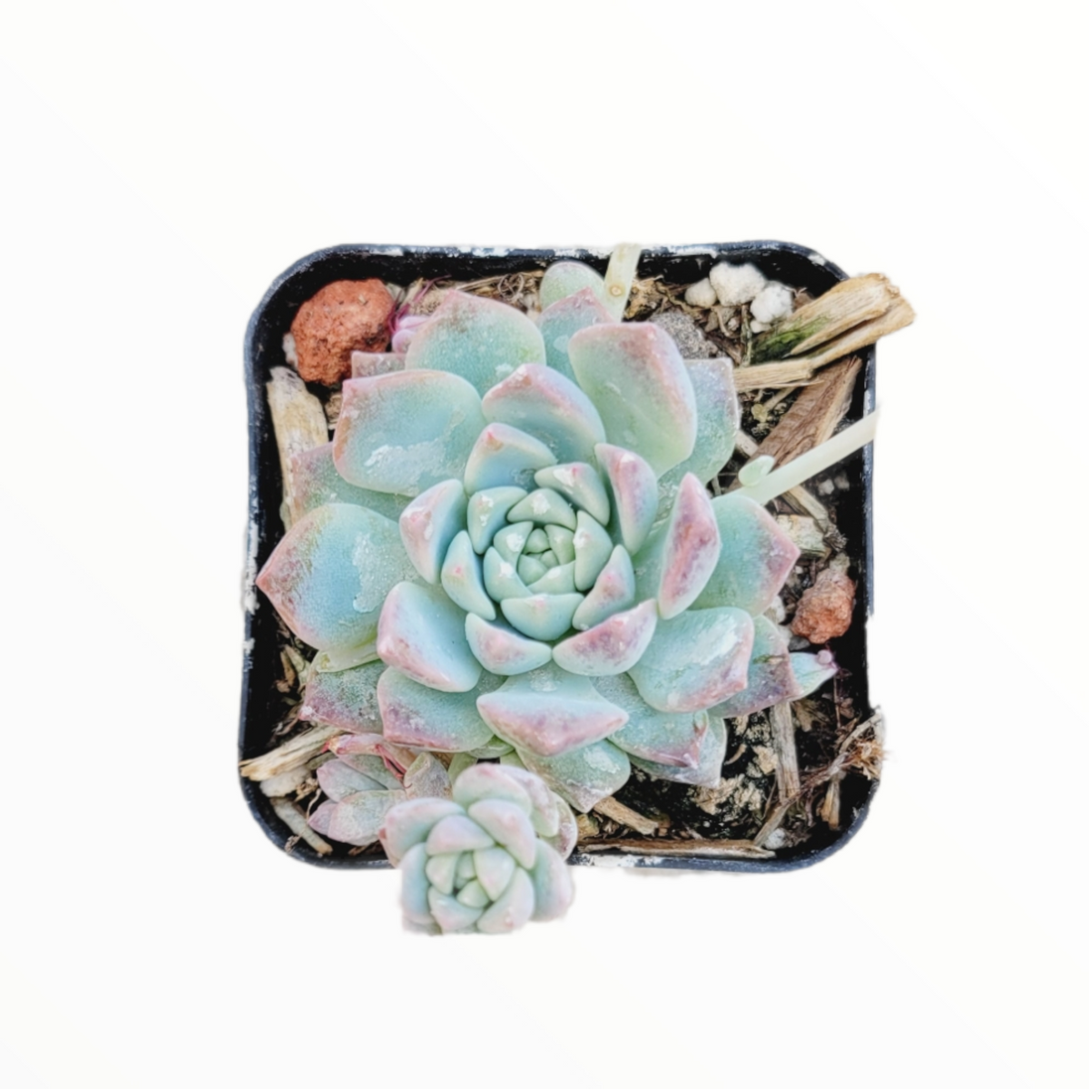 produto ls078 echeveria colorata ice - Página 22 - Busca na Lovely