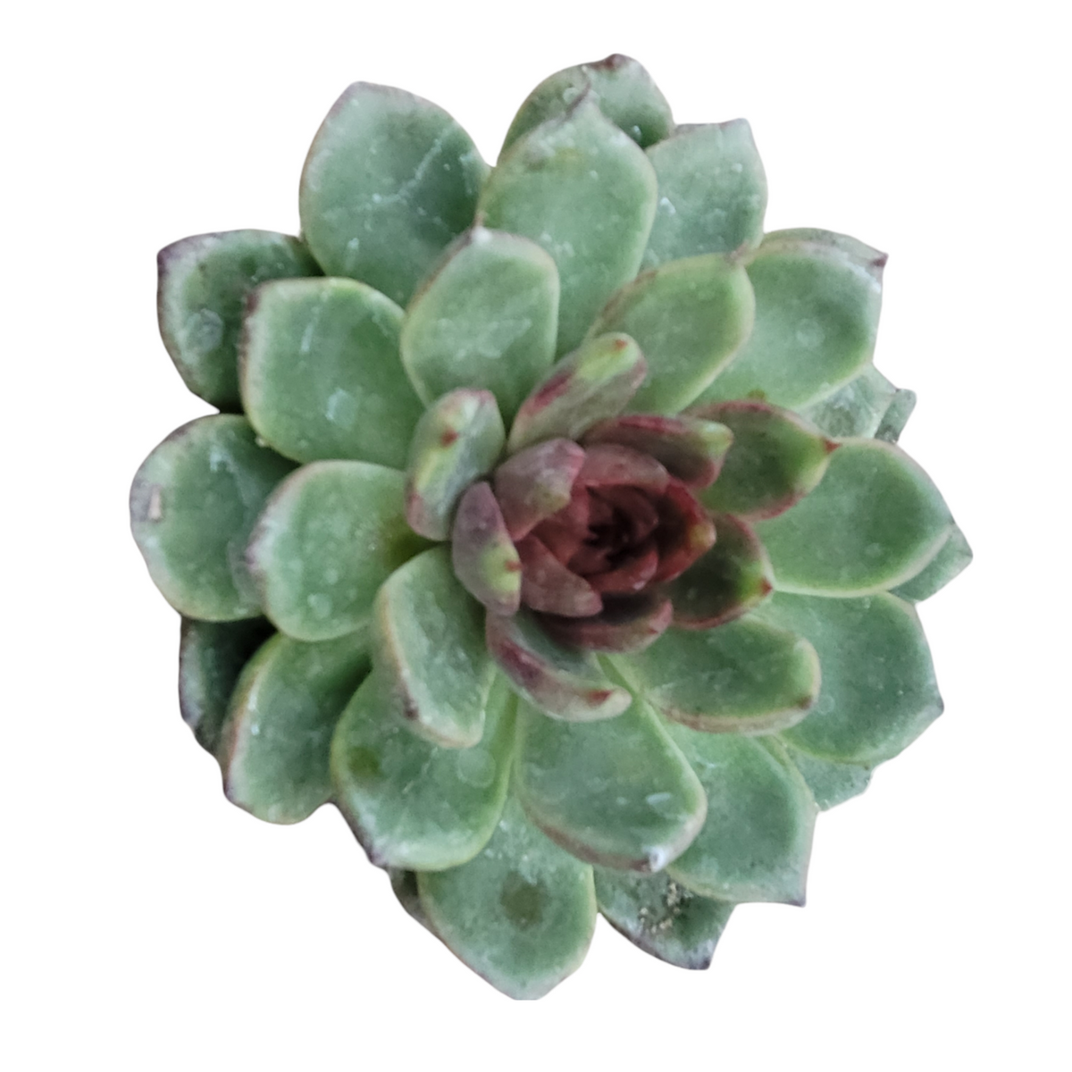 Echeveria Green Star, Echeveria 'Green Star' in GardenTags plant  encyclopedia