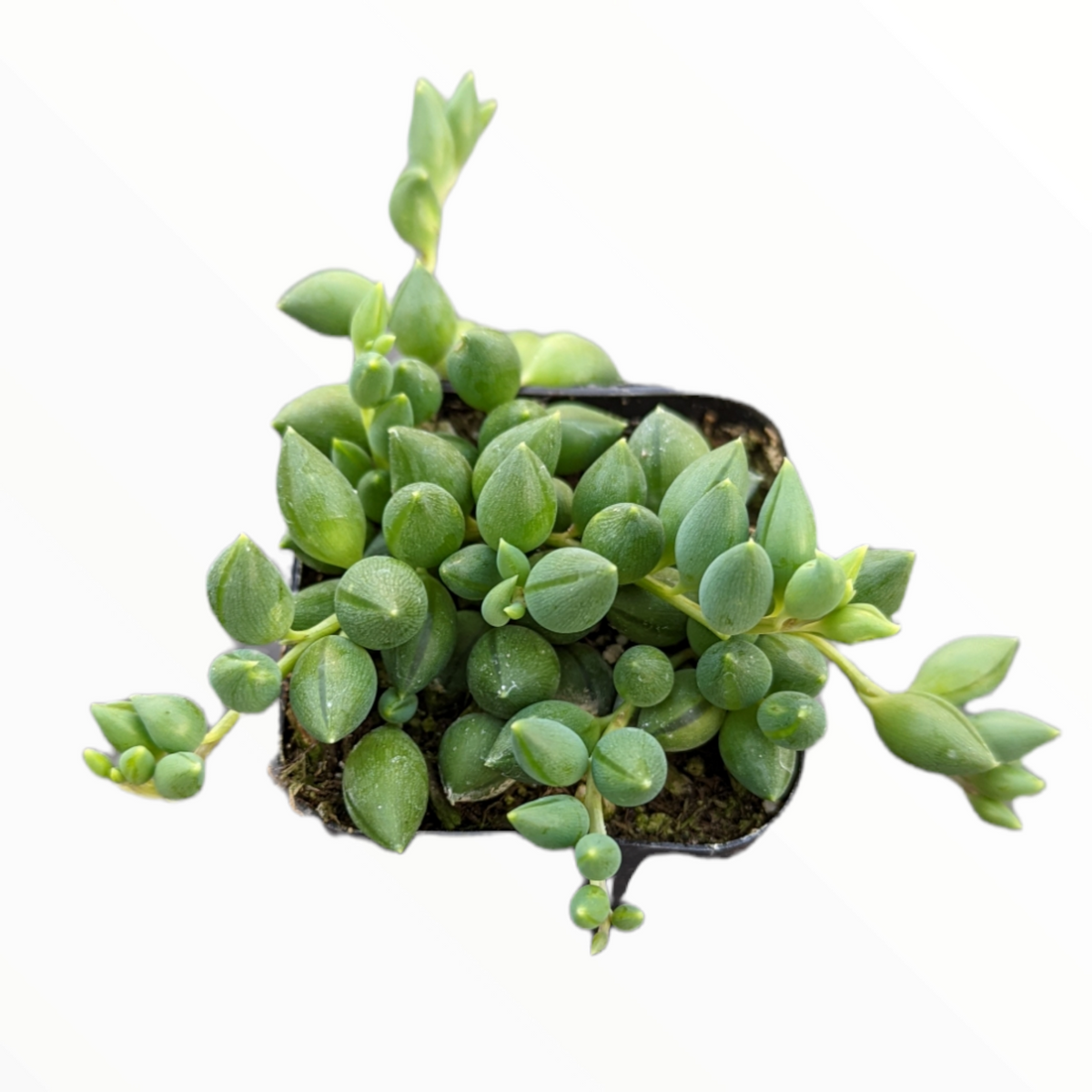 Senecio String of Pearls (Senecio Rowleyanus) – In Succulent Love