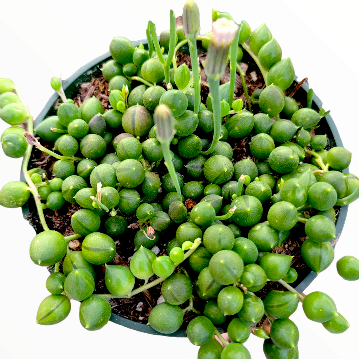 Senecio rowleyanus f. variegatus 'Variegated String of Pearls' – Shop  Succulents