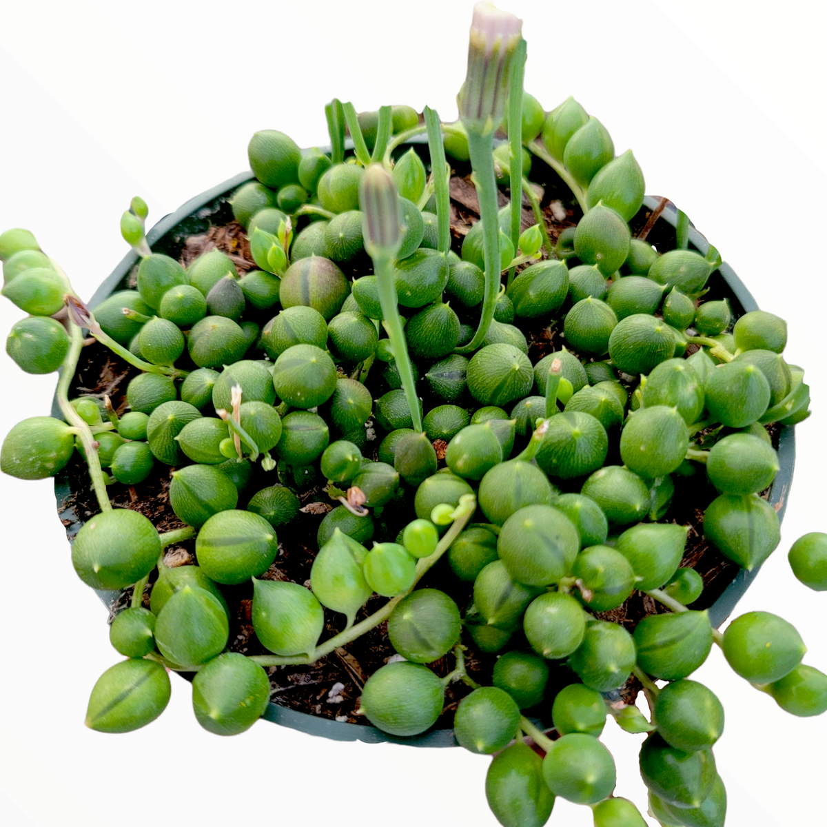 String Of Pearls - Calloway's Nursery